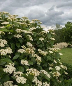 Arrowwood Viburnum Shrub Live Plant - Quart Pot Starter Plant - Image 6