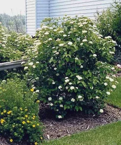 Arrowwood Viburnum Shrub Live Plant - Quart Pot Starter Plant - Image 7