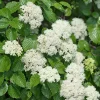 Arrowwood Viburnum Shrub Live Plant - Quart Pot Starter Plant - Image 1