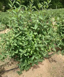 Aurora Honeyberry Live Plant - Edible Shrub, Zones 2-8, Sweet Blue Berries - Image 2