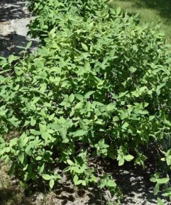 Aurora Honeyberry Live Plant - Edible Shrub, Zones 2-8, Sweet Blue Berries - Image 3