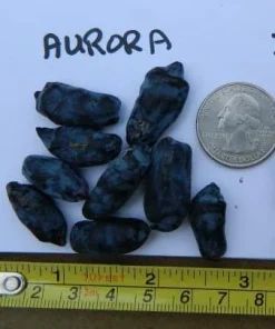 Aurora Honeyberry Live Plant - Edible Shrub, Zones 2-8, Sweet Blue Berries - Image 5
