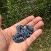 Aurora Honeyberry Live Plant - Edible Shrub, Zones 2-8, Sweet Blue Berries - Image 1