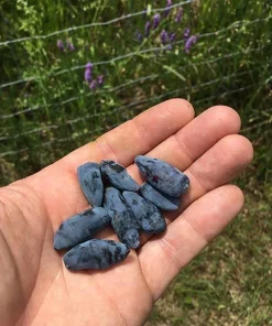 Aurora Honeyberry Live Plant - Edible Shrub, Zones 2-8, Sweet Blue Berries - Image 1