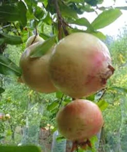 Azadi Pomegranate Live Plant - Punica Granatum Azadi Fruit Starter Tree, USDA Zones 8-11 - Image 2