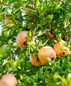 Azadi Pomegranate Live Plant - Punica Granatum Azadi Fruit Starter Tree, USDA Zones 8-11 - Image 5