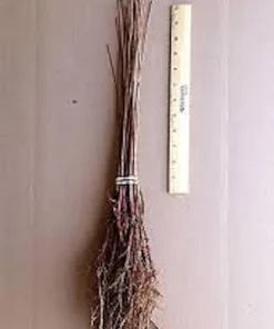 Bald Cypress Live Tree (Taxodium distichum) 12-24in Tall Quart Pot Outdoor Landscape Plant - Image 2
