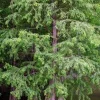 Bald Cypress Live Tree (Taxodium distichum) 12-24in Tall Quart Pot Outdoor Landscape Plant - Image 1