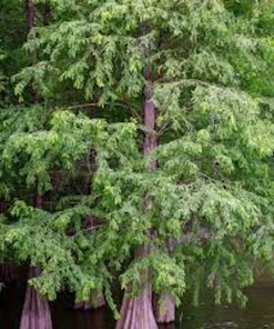 Bald Cypress Live Tree (Taxodium distichum) 12-24in Tall Quart Pot Outdoor Landscape Plant - Image 5