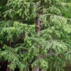Bald Cypress Tree Live Plant 12-24in Tall Taxodium distichum Landscape Tree - Image 1