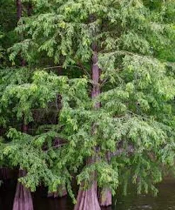 Bald Cypress Tree Live Plant 12-24in Tall Taxodium distichum Landscape Tree - Image 1