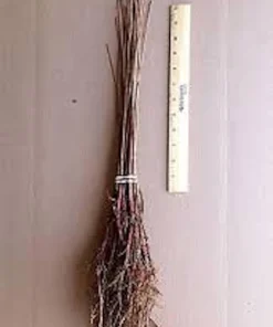 Bald Cypress Tree Live Plant 12-24in Tall Taxodium distichum Landscape Tree - Image 2
