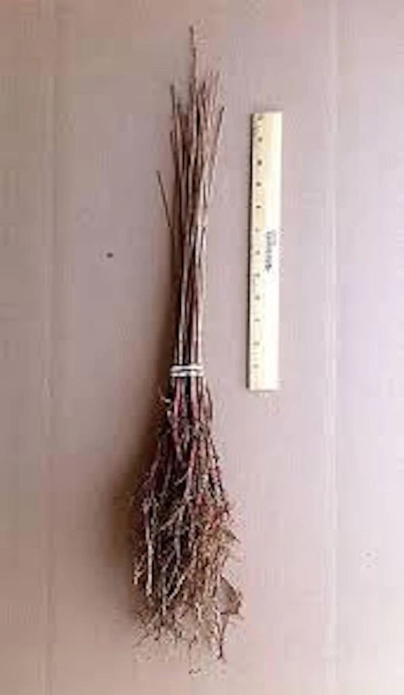 Bald Cypress Tree Live Plant 12-24in Tall Taxodium distichum Landscape Tree - Image 2