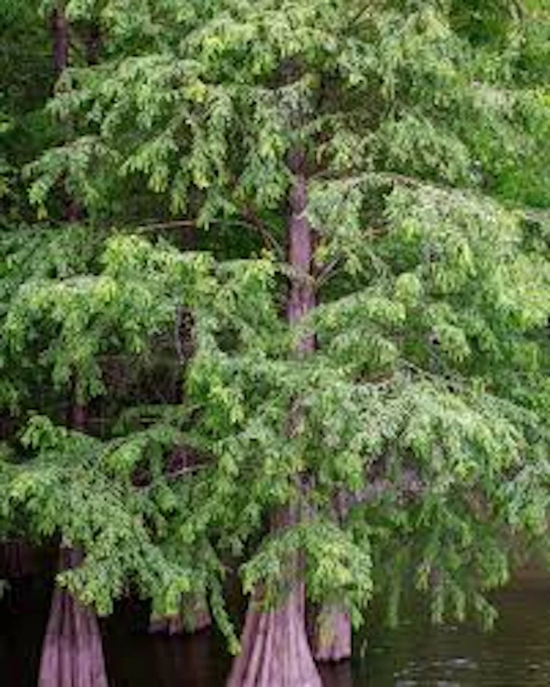 Bald Cypress Tree Live Plant 12-24in Tall Taxodium distichum Landscape Tree - Image 5
