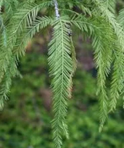 Bald Cypress Tree Live Plant 12-24in Tall Taxodium distichum Landscape Tree - Image 6