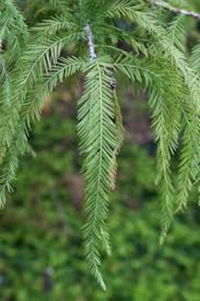 Bald Cypress Tree Live Plant 12-24in Tall Taxodium distichum Landscape Tree - Image 6