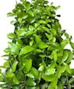 Barbados Cherry Tree Live Plant - Malpighia Emarginata Fruit Tree Starter - Image 2