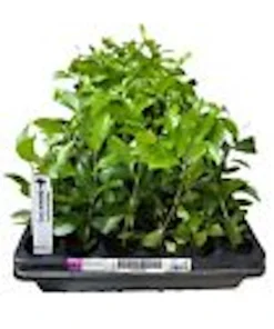 Barbados Cherry Tree Live Plant - Malpighia Emarginata Fruit Tree Starter - Image 3