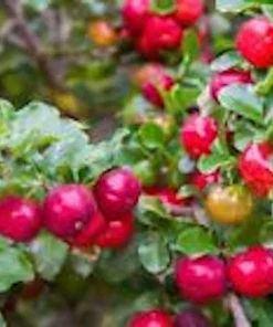 Barbados Cherry Tree Live Plant - Malpighia Emarginata Fruit Tree Starter - Image 1