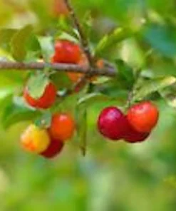Barbados Cherry Tree Live Plant - Malpighia Emarginata Fruit Tree Starter - Image 4
