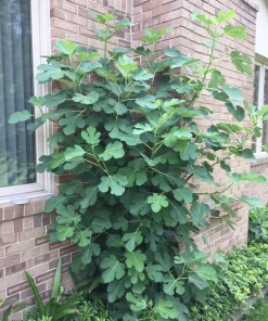 Beer's Black Fig Tree Live Plant - Self-Pollinating, Edible Fruit, Zones 7-10 - Image 2