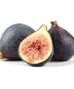Beer's Black Fig Tree Live Plant - Self-Pollinating, Edible Fruit, Zones 7-10 - Image 1