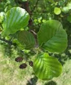 Black Alder Tree - Alnus glutinosa - European Common Alder - 12-24in Bare Root Live Plant - Image 3