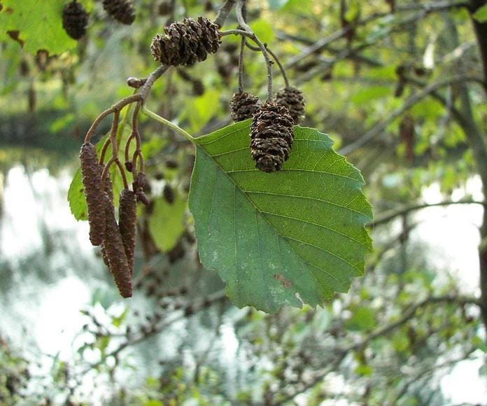 Black Alder Tree - Alnus glutinosa - European Common Alder - 12-24in Bare Root Live Plant - Image 1
