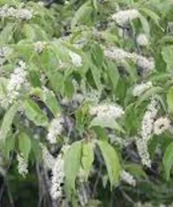 Black Cherry Live Plant – Prunus serotina Tree – 12-24in Tall – Bare Root - Image 3