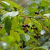 Black Cherry Tree Prunus serotina Live Plant 12-24in Tall Quart Pot Outdoor - Image 1