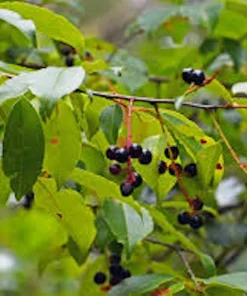 Black Cherry Tree Prunus serotina Live Plant 12-24in Tall Quart Pot Outdoor - Image 1