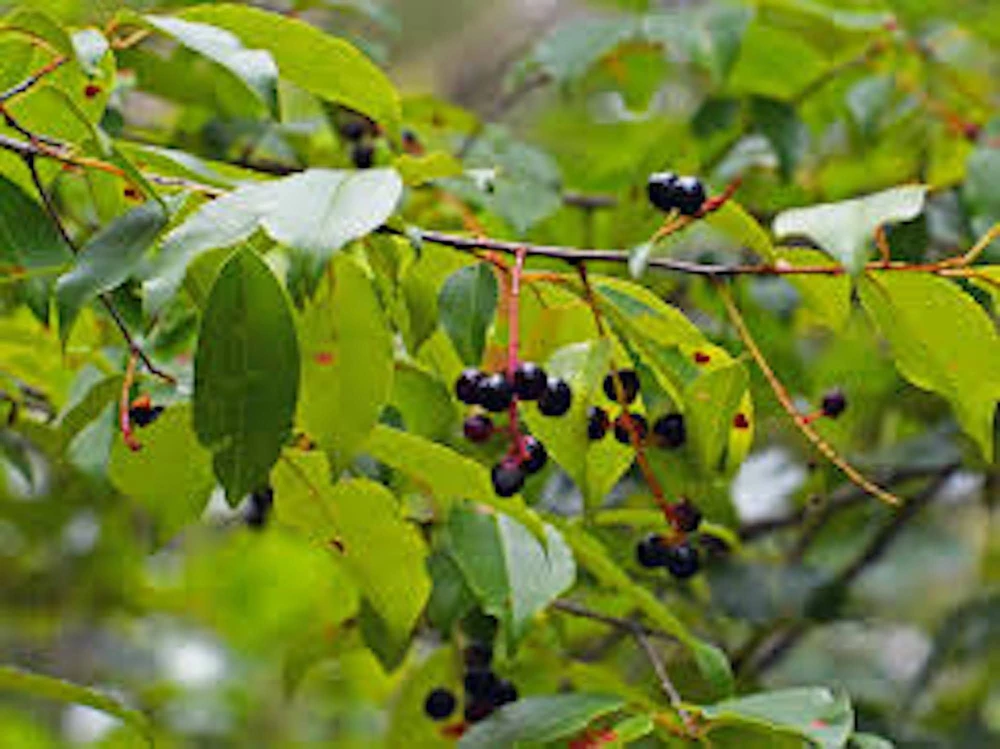 Black Cherry Tree Prunus serotina Live Plant 12-24in Tall Quart Pot Outdoor - Image 1
