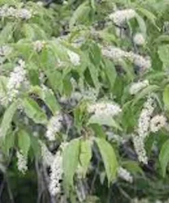 Black Cherry Tree Prunus serotina Live Plant 12-24in Tall Quart Pot Outdoor - Image 3
