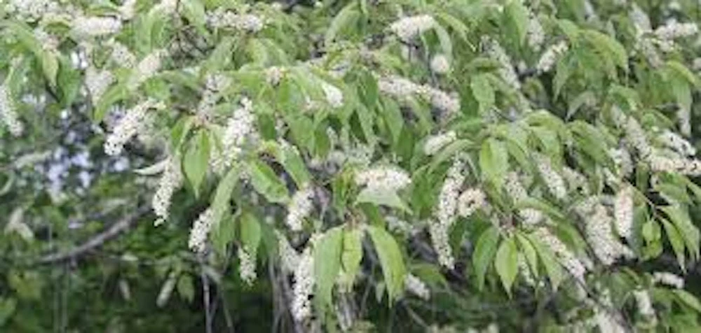 Black Cherry Tree Prunus serotina Live Plant 12-24in Tall Quart Pot Outdoor - Image 3