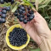 Black Chokeberry Live Plant - Aronia melanocarpa - Edible Berries - Zones 3-9 - Image 1