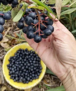 Black Chokeberry Live Plant - Aronia melanocarpa - Edible Berries - Zones 3-9 - Image 1