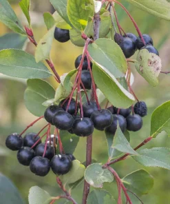 Black Chokeberry Live Plant - Aronia melanocarpa - Edible Berries - Zones 3-9 - Image 2