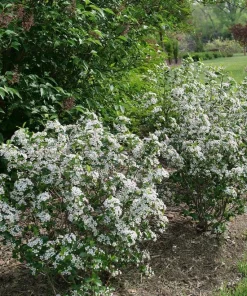 Black Chokeberry Live Plant - Aronia melanocarpa - Edible Berries - Zones 3-9 - Image 3