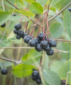 Black Chokeberry Live Plant - Aronia melanocarpa - Edible Berries - Zones 3-9 - Image 5