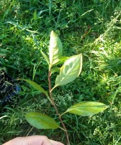 Black Chokeberry Live Plant - Aronia melanocarpa - Edible Berries - Zones 3-9 - Image 7