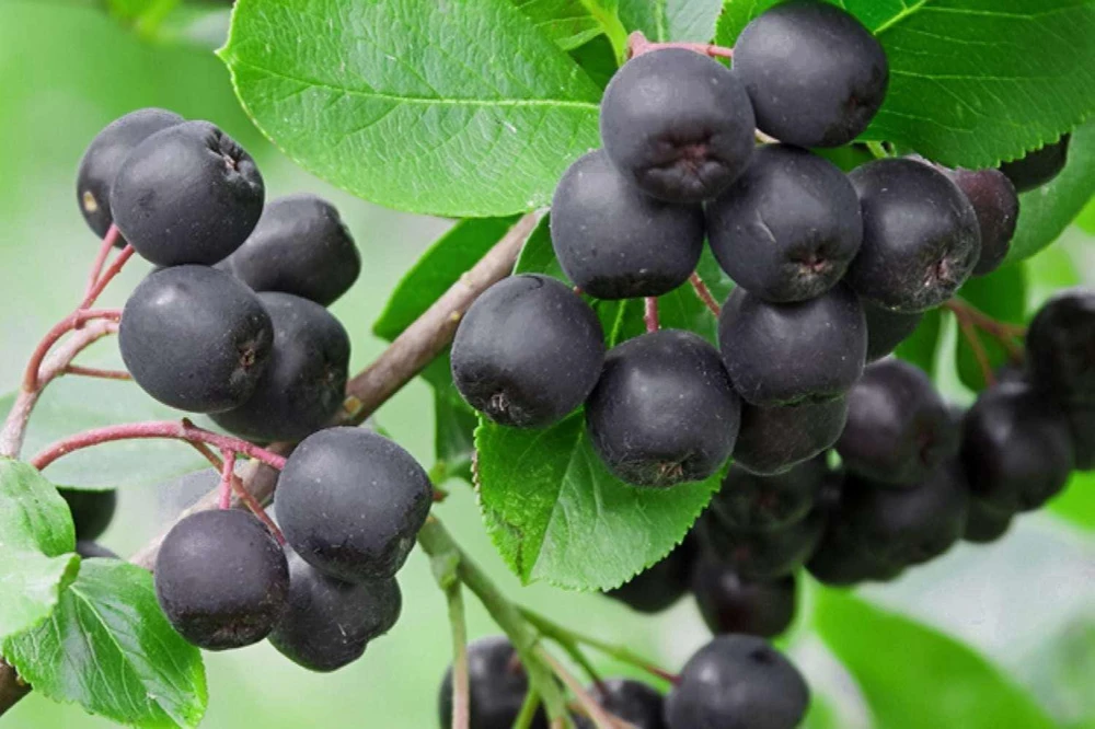 Black Chokeberry Shrub - Aronia melanocarpa Native Bare Root Plant 12-24in - Image 1