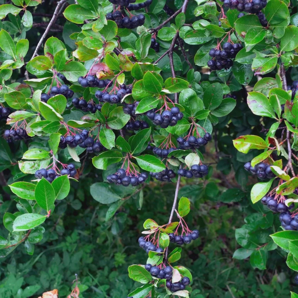 Black Chokeberry Shrub - Aronia melanocarpa Native Bare Root Plant 12-24in - Image 2