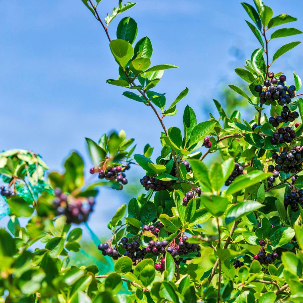 Black Chokeberry Shrub - Aronia melanocarpa Native Bare Root Plant 12-24in - Image 3