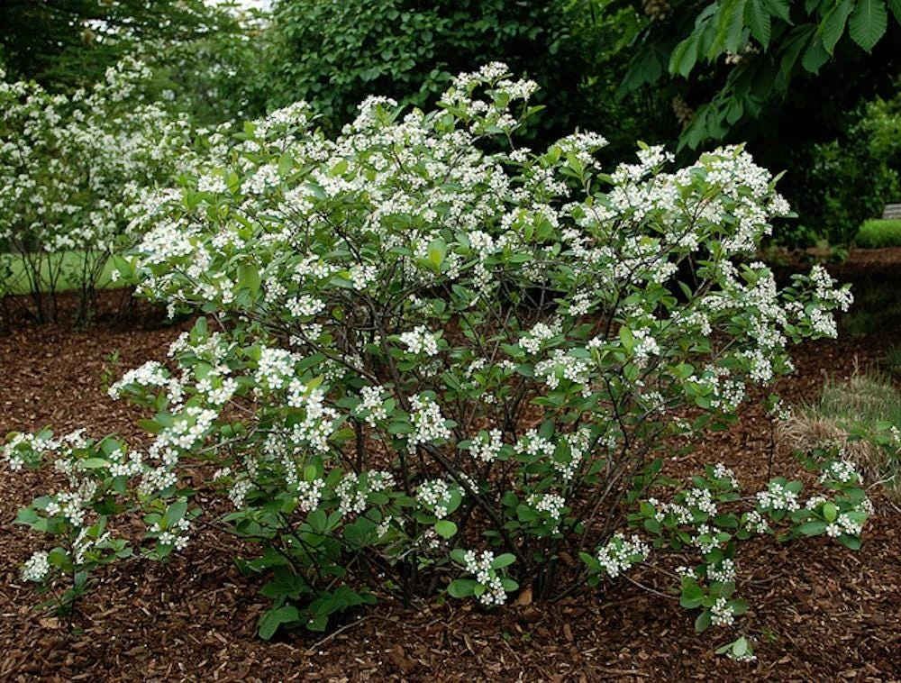 Black Chokeberry Shrub - Aronia melanocarpa Native Bare Root Plant 12-24in - Image 4