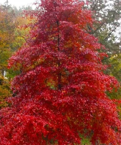 Black Gum Tree Live Plant – Nyssa sylvatica – 12-24