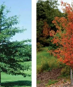 Black Gum Tree Live Plant – Nyssa sylvatica – 12-24