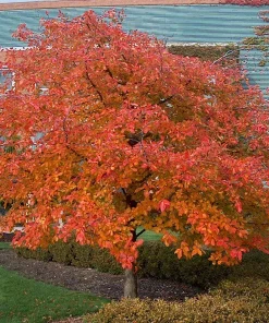 Black Gum Tree Live Plant – Nyssa sylvatica – 12-24