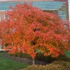Black Gum Tree Nyssa sylvatica Live Plant - 3 Starter Trees, 12-24" Tall, Quart Pot, Outdoor - Image 1