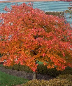 Black Gum Tree Nyssa sylvatica Live Plant - 3 Starter Trees, 12-24