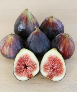Black Mission Fig Tree Live Plant - Self-Pollinating, Rooted Starter, Zones 7-10 - Image 1